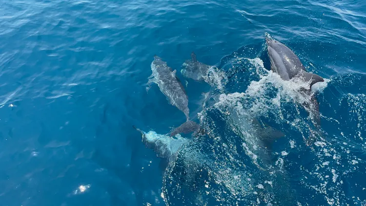 花蓮必去搭船出海賞鯨行程。業者提供