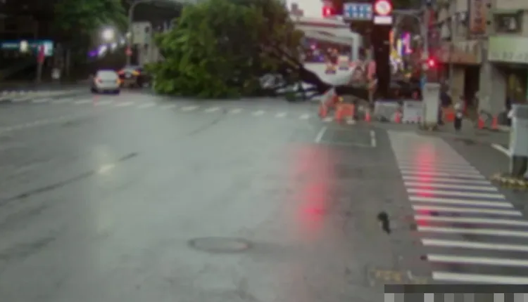 監視器拍下路樹倒塌瞬間。警方提供