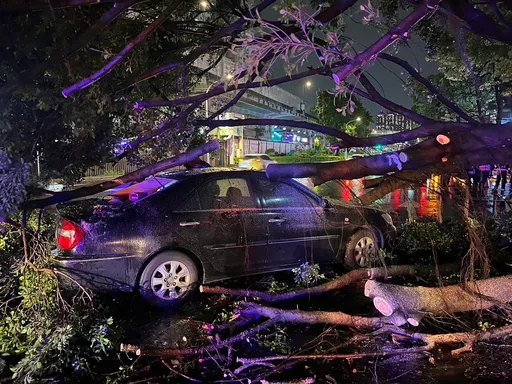 板橋巨樹倒塌　驚悚瞬間影片曝光！小客車遭滅頂擋風玻璃炸開