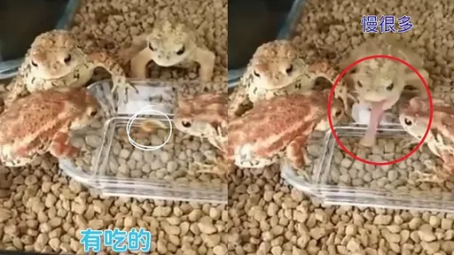 來不及吃!蛙獨自吃掉食物 其他三隻蛙「死亡凝視」牠嚇到