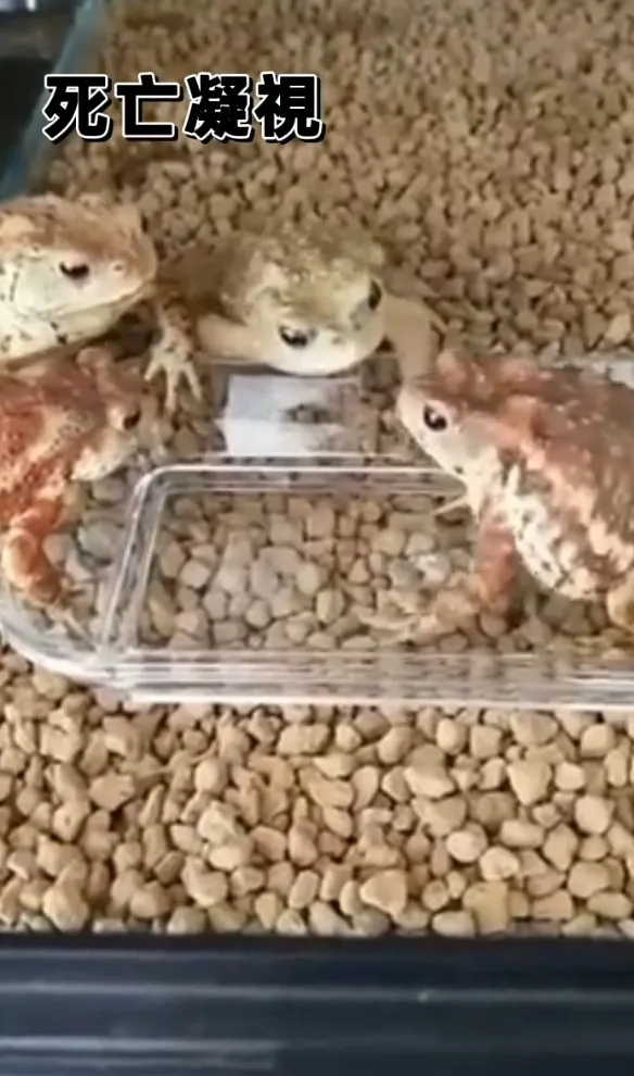 你~你~你~就這樣獨吞食物，好意思嗎？TikTok＠userio15tcnl1l 提供