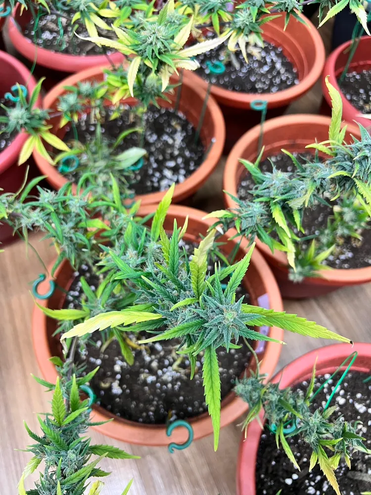 黃男在透天厝栽種的矮化大麻看起來並不起眼。警方提供