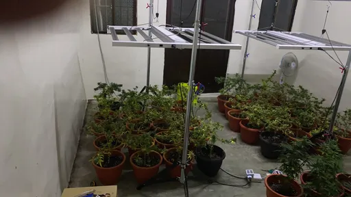 透天厝種200株「矮化大麻」都靠上網自學 無業男成自耕農!初估市價1200萬