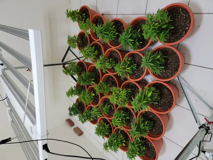 警方起出207株大麻，估計市價約1200萬元。警方提供