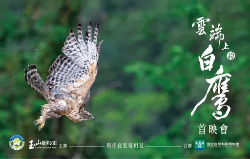 全台只剩328隻!瀕危熊鷹首部紀錄片 22分鐘《雲端上的白鷹》震撼首映