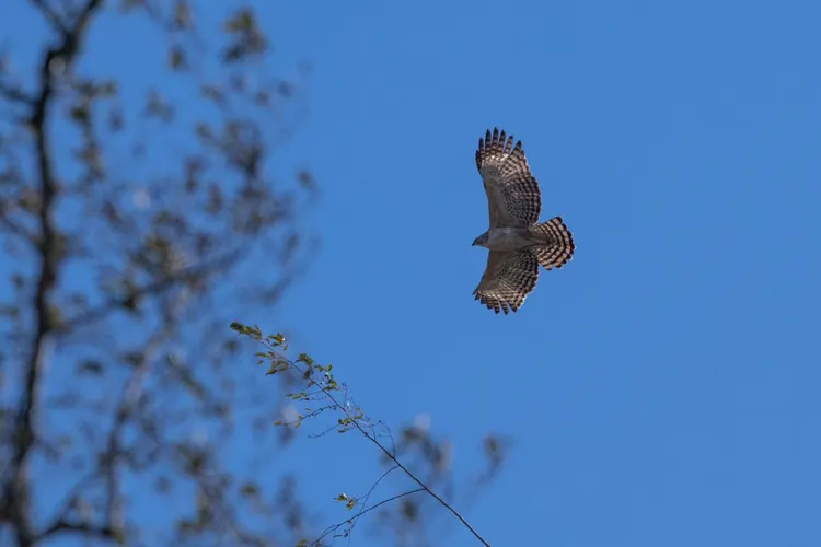 熊鷹展翅高飛。玉管處提供