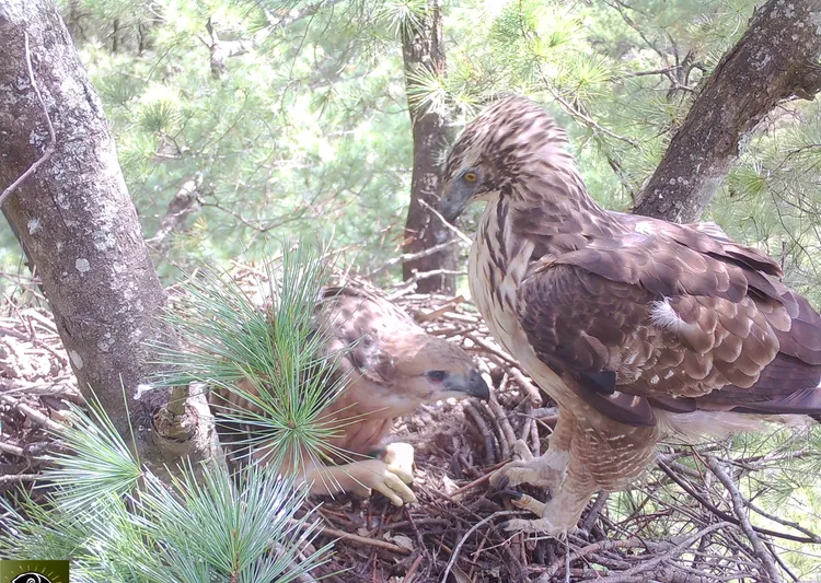熊鷹幼鳥「Uli」與親鳥。玉管處提供