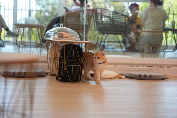 宜蘭最萌貓咪打卡甜點店「擼LALA Sweets」落腳宜蘭五結鄉。S.H.攝