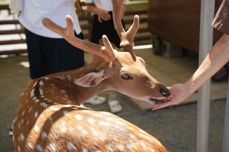 在斑比山丘可體驗餵食樂趣。S.H.攝