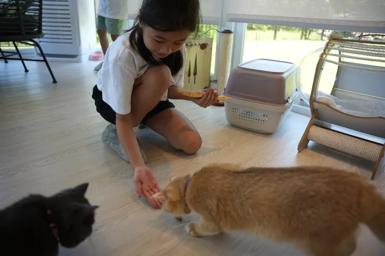 消費者可購買店內貓食體驗餵食樂趣。S.H.攝
