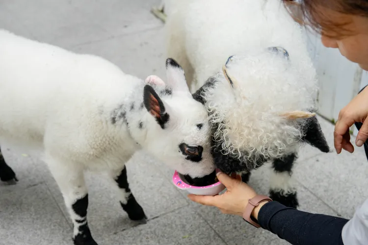 消費者可購買牧草近距離享受餵食可愛羊群的樂趣。S.H.攝