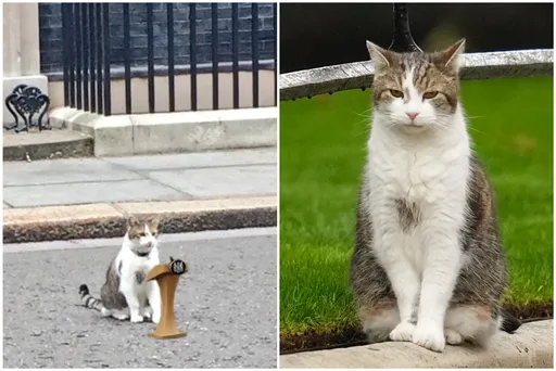 牠被授予「内阁办公室首席捕鼠大臣」官衔　做得比5任英首相还久