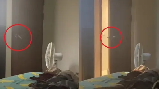 門把狂轉以為是靈異現象 開門後1隻手衝進來變溫馨畫面