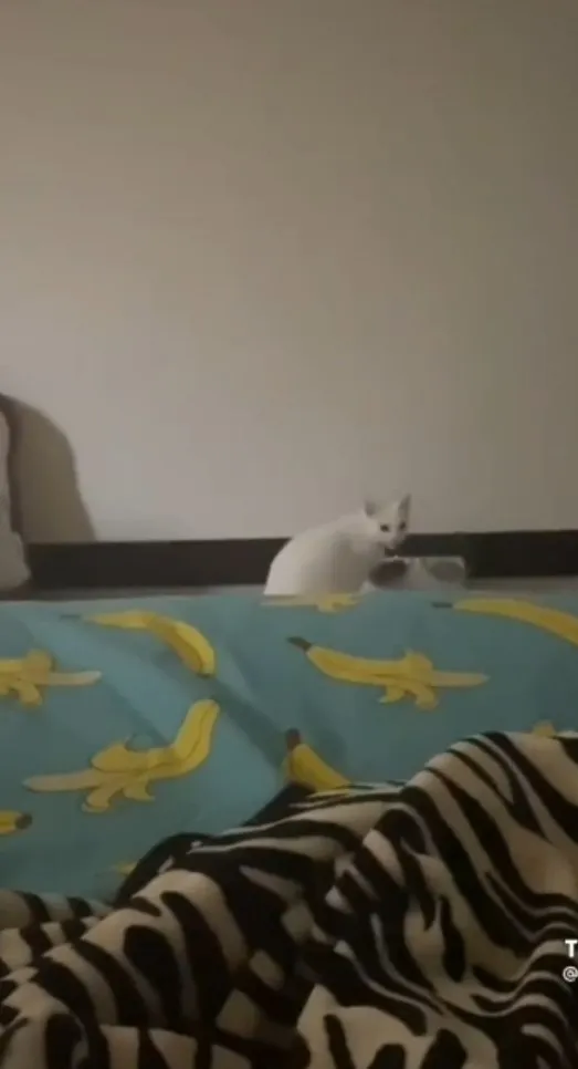 梅梅貓咪自己開門進房覓食。TikTok@r7301__ 提供