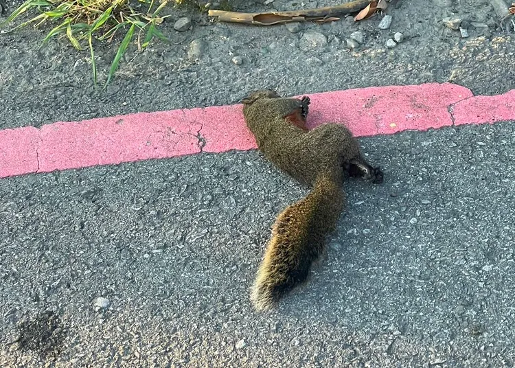 松鼠誤觸高壓線路導致中壢和八德地區近5千戶停電。台電桃園區營業處提供