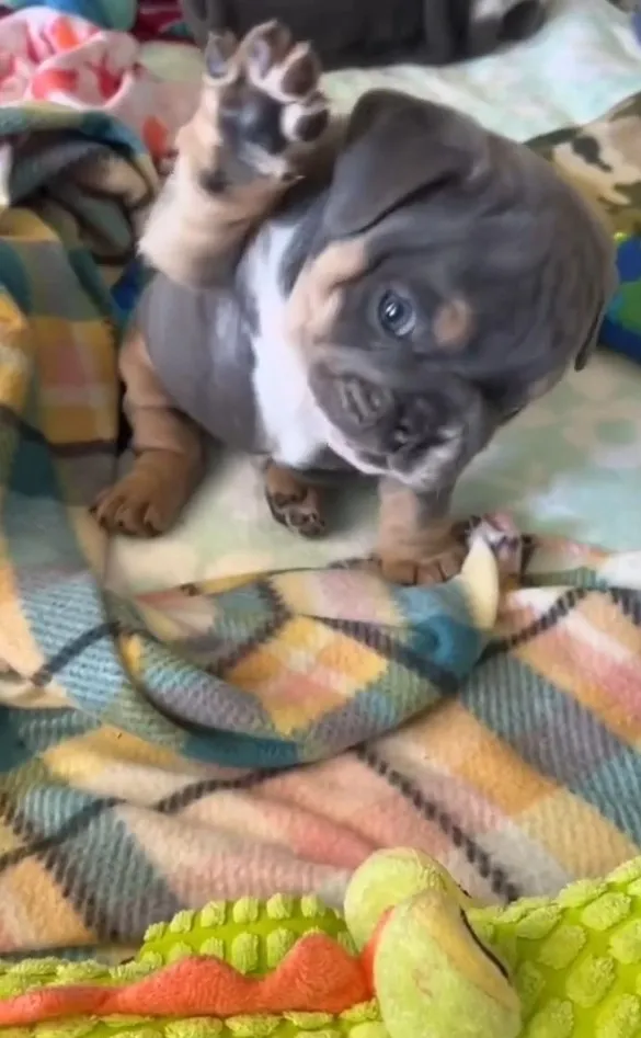 哈囉~你在看偶嗎？IG the.worldofdogsandcats 提供