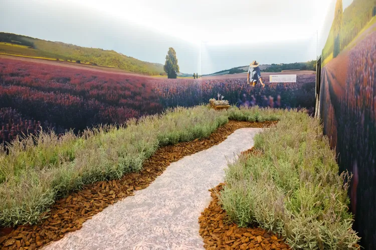 浪漫薰衣草展區擁有夢幻的打卡造景，空氣中也有迷人香味。品牌提供