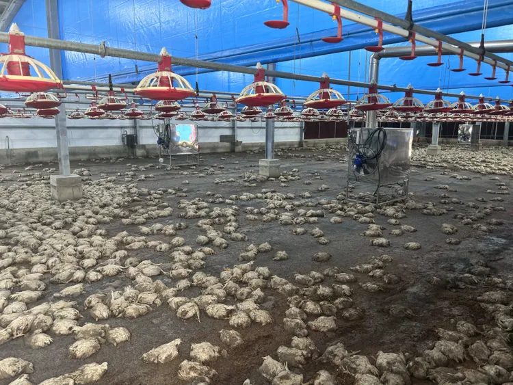 台南溪北地區的畜牧產業遭遇極大困難，包括至少400萬隻雞隻死亡、養雞場36場與6場養豬場毀損。賴惠員辦公室提供