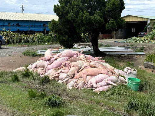 凱米颱風重創畜牧業!雞、豬慘死 立委籲國軍支援屍體清運