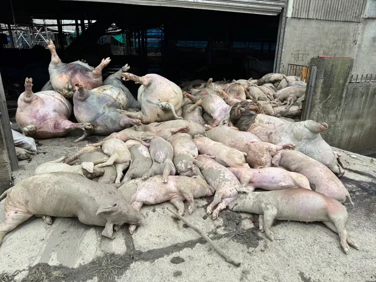 凱米颱風帶來嚴重災情，畜牧業損失遠遠超過現行估計。賴惠員辦公室提供