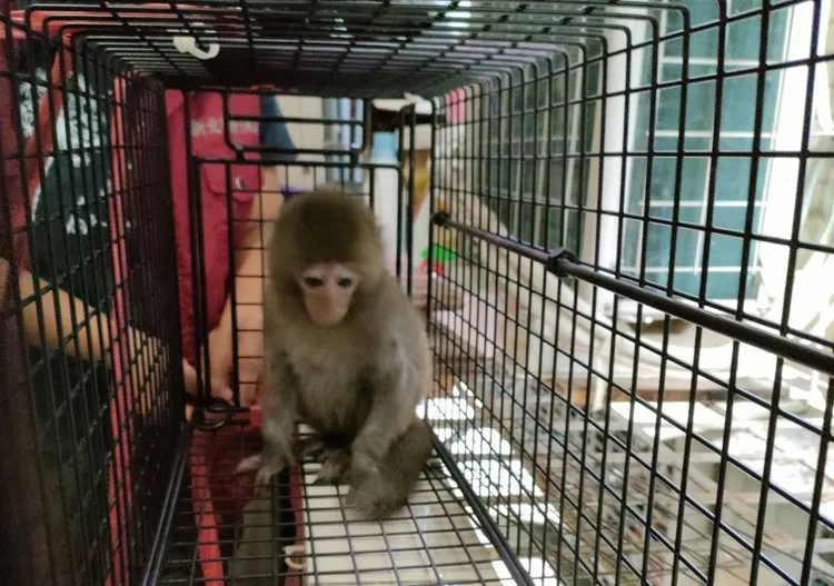 野外是猴子的樂園，被捕後小猴神情落寞。動保處提供