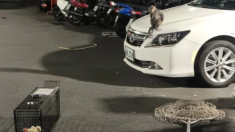 小猴子在車上跳來跳去行動敏捷，人員架設誘捕籠，仍無法引誘牠入籠，人猴陷入僵持。動保處提供
