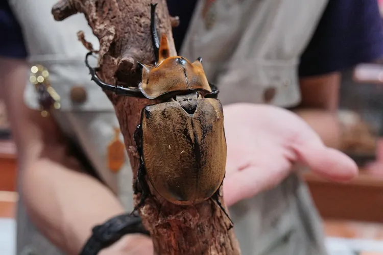 昆蟲館2樓也同時規劃了昆蟲體驗區，透過專業導覽人員的解說與引導，旅客可觸摸體驗。S.H.攝