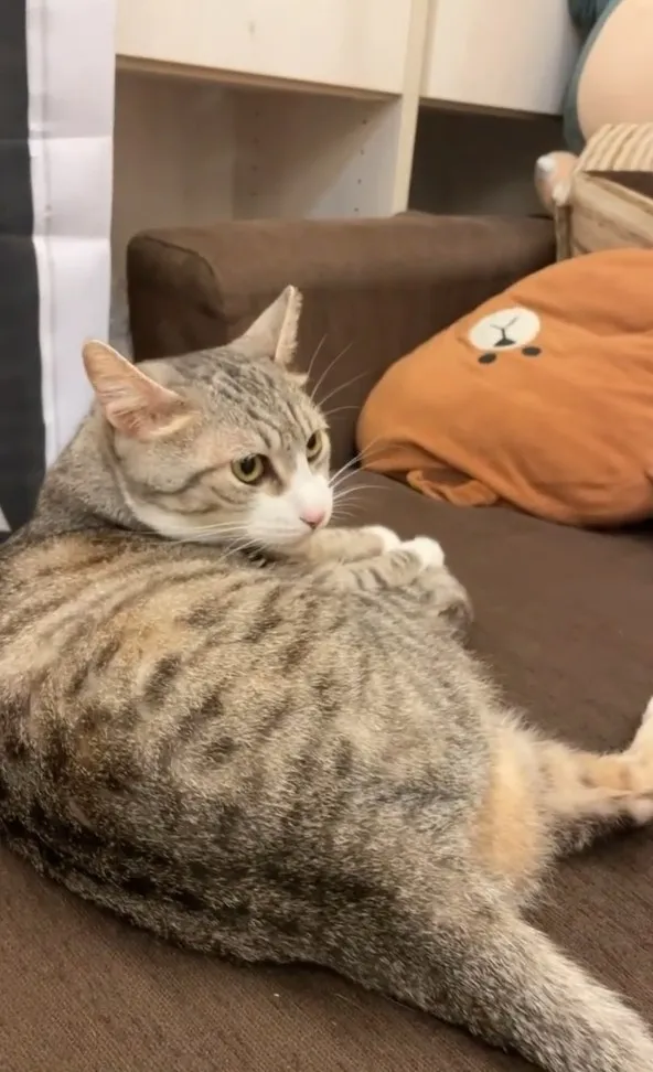 喵星人慵懶地坐在沙發上。IG @driedfishcat 提供