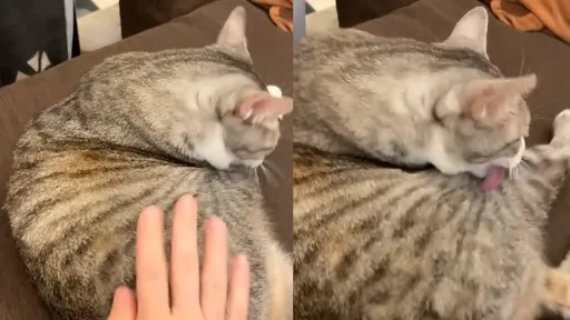 鏟屎官測試打牠會有什麼反應 喵星人不理認真做1事