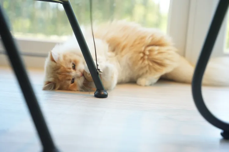 店內的小貓咪都相當親人。S.H.攝