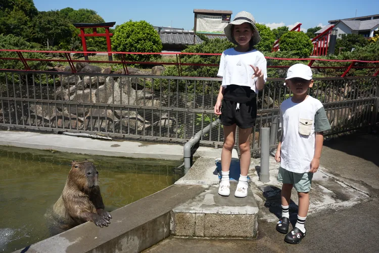 人氣「水豚君」相當受到小朋友們喜愛，除可近距離觀賞，還可體驗餵食。S.H.攝