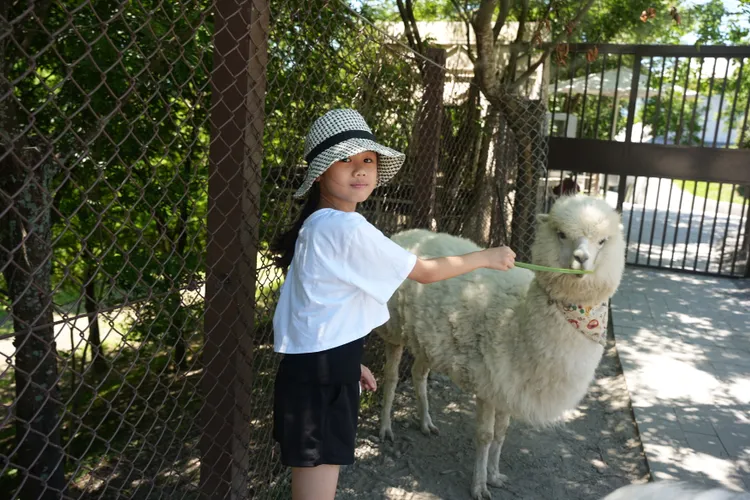 超萌「羊駝」深受小朋友們喜愛。S.H.攝