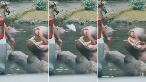 惡劣影片|逛動物園「餵河馬吃塑膠袋」 爛遊客還對斑馬屁屁出手