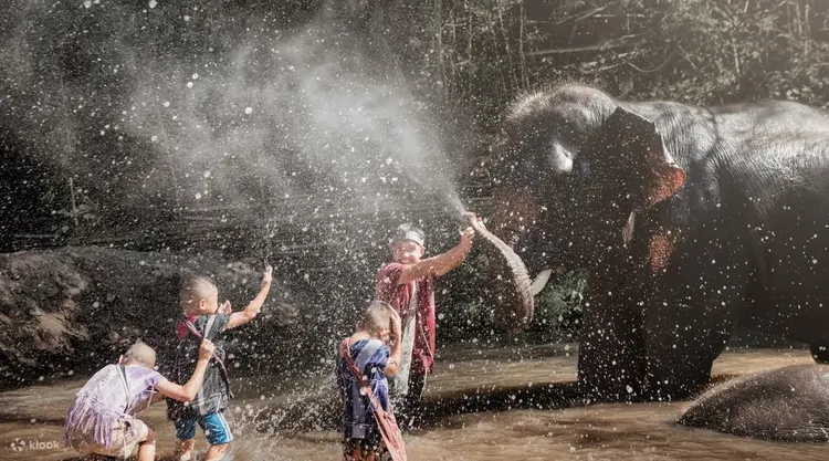 清邁大象生態公園之旅。業者提供