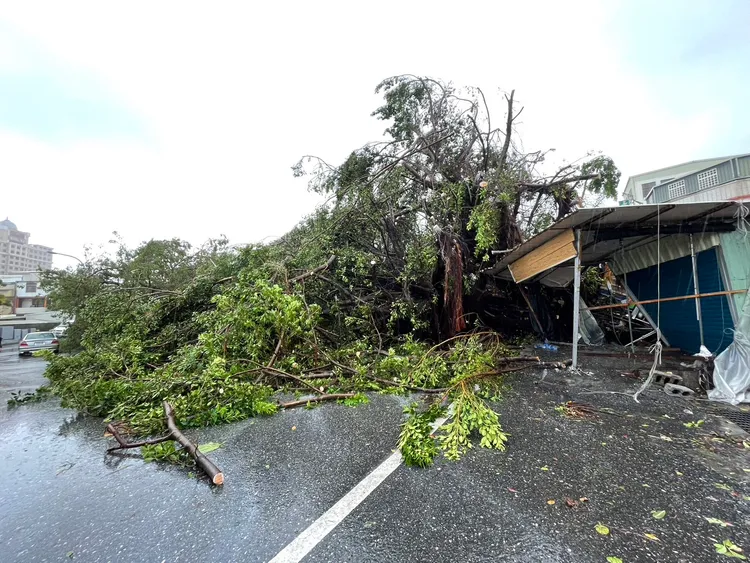 花蓮市區一棵老榕樹不敵凱米強風襲擊倒榻壓毀屋頂。花蓮市公所提供