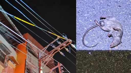 不是松鼠!台中逾2000戶大停電 台電:老鼠觸電燒毀高壓線