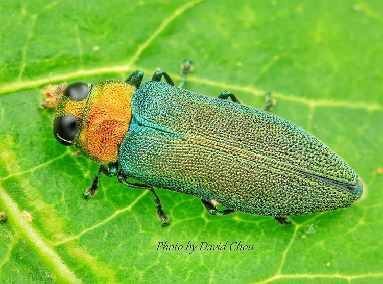 綠粗翅姬吉丁蟲如鋼雕藝品。周年富提供