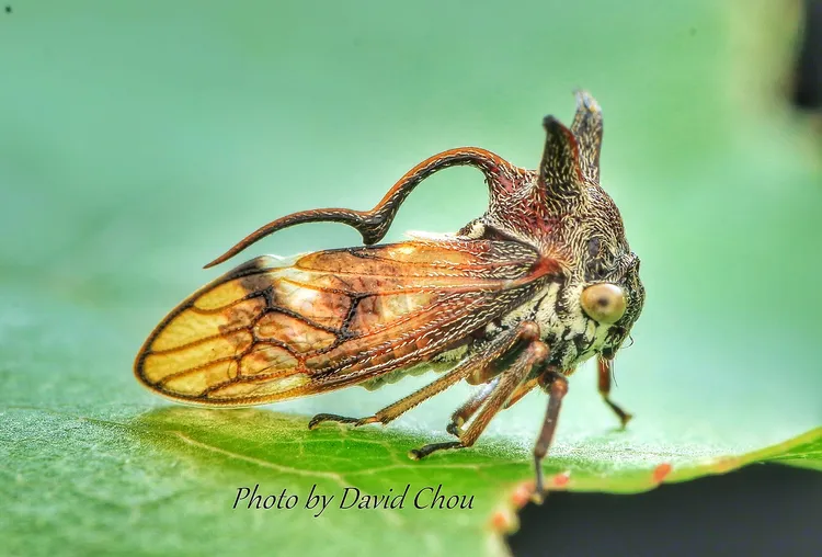 褐斑印角蟬造型如外星生物。周年富提供
