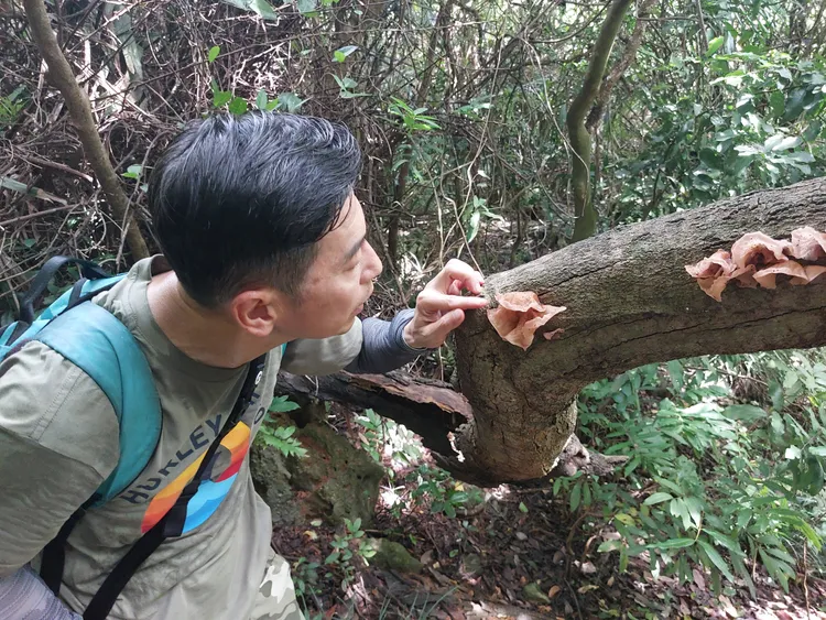 周年富建議觀察昆蟲先從低海拔、郊區淺山觀察，然後再到中、高海拔。凃建豐攝