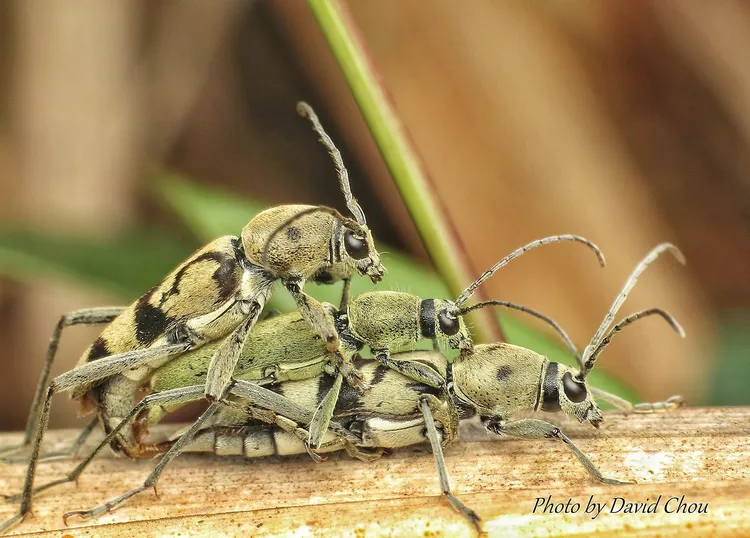 淡綠虎天牛。周年富提供