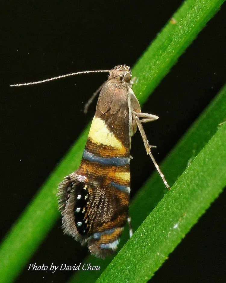 瑪莉娜雕翅蛾神秘罕見。周年富提供