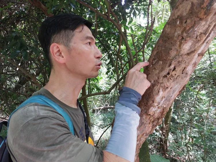 周年富仔細觀察樹幹有何昆蟲。凃建豐攝