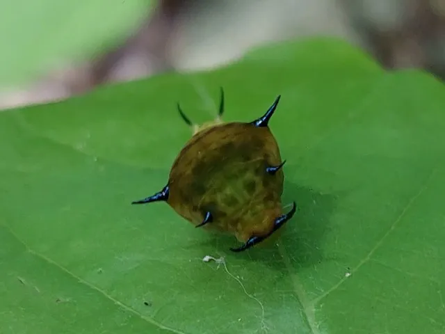 周年富在樹葉上發現綠斑鳳蝶的幼蟲。凃建豐攝