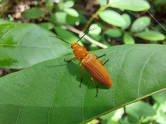 周年富說，「黃球胸叩頭蟲」只在五、六月這段時間出現。凃建豐攝
