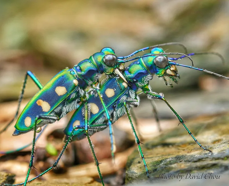 貝氏虎甲蟲有金屬光澤。周年富提供