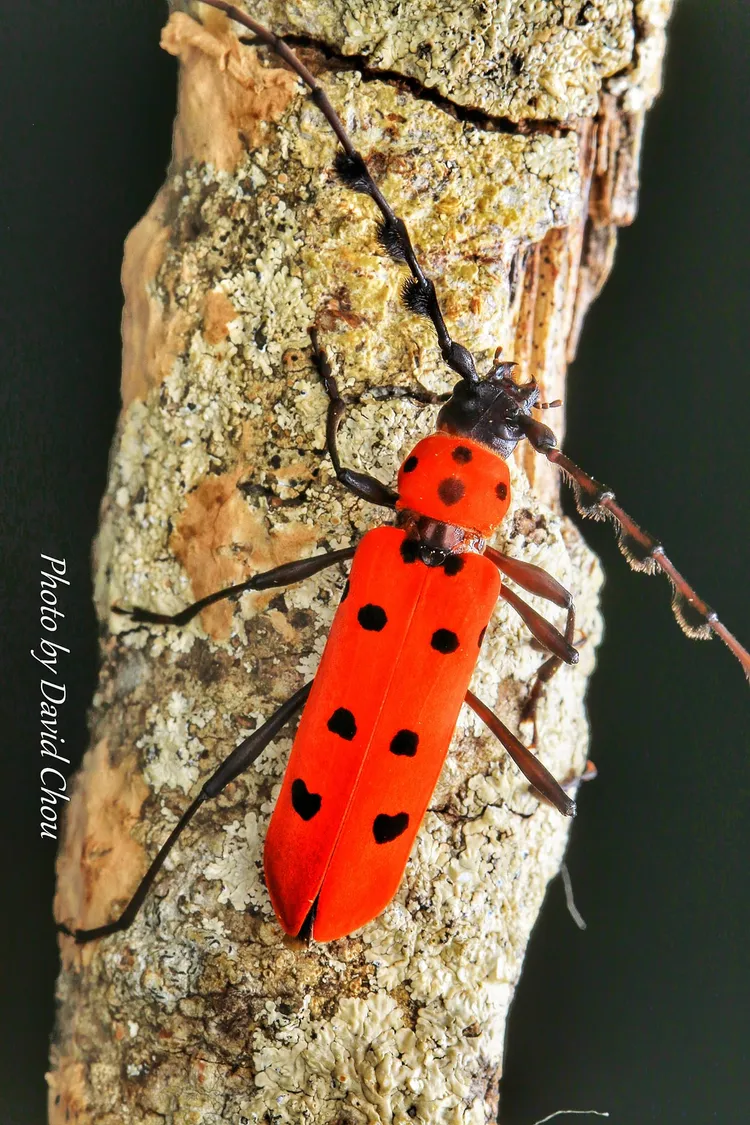 總角紅星天牛紅艷動人。周年富提供