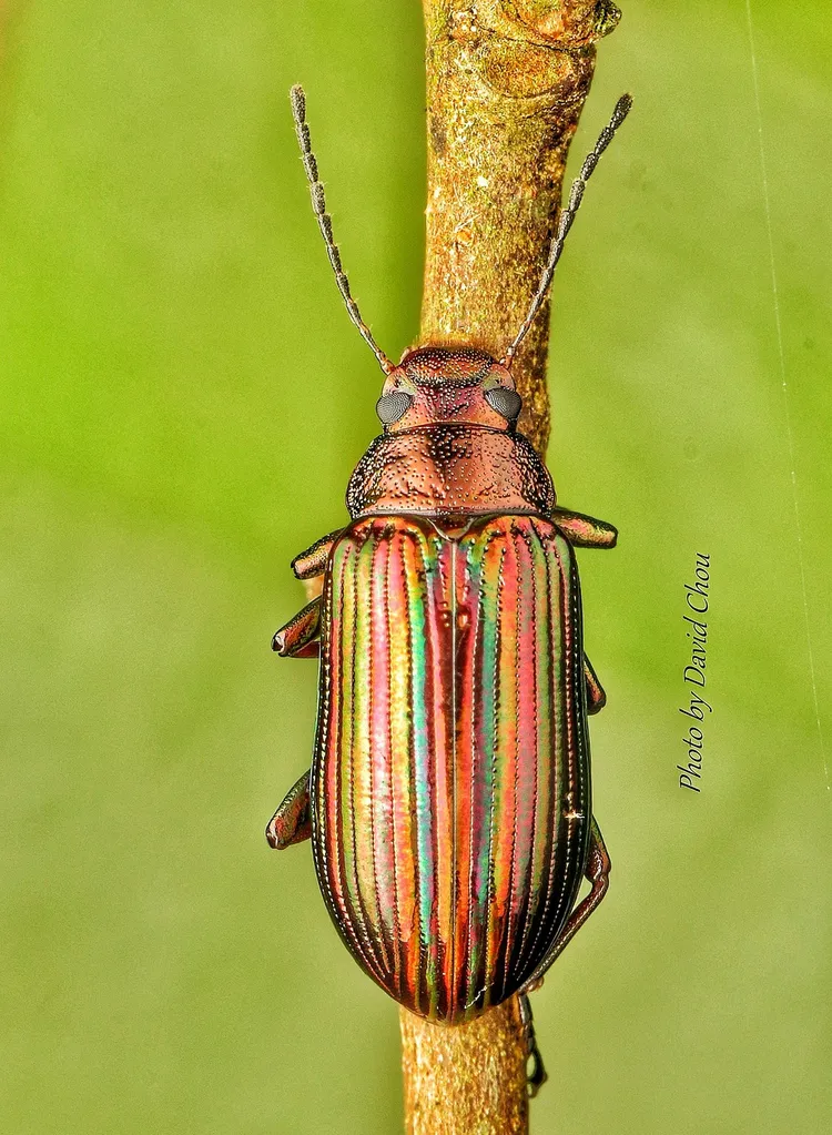 紫斑迴木蟲色澤超時尚。周年富提供