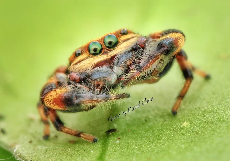 寬胸蠅虎表情滑稽。周年富提供