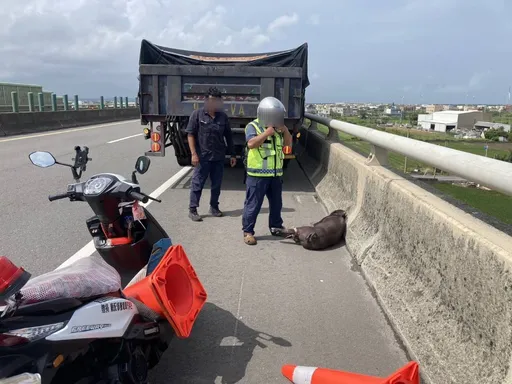 苗栗快速道路黑豬亂竄 熱心民眾合力捆綁!牠竟「活活嚇死」