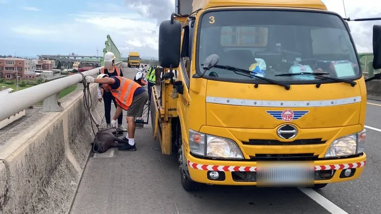 警方後續通報縣府動保防疫單位處理。民眾提供